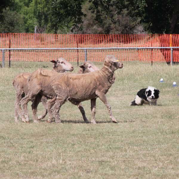 Evolvement-of-Cattle-Dog-Trialling-sq